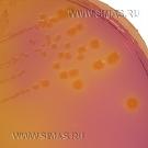 Bromocresol Purple Lactose Agar