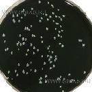 BCYE Legionella Isolation Medium