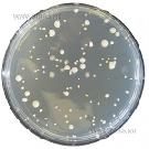 Orange Serum Agar