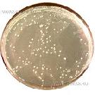 Lysine Agar