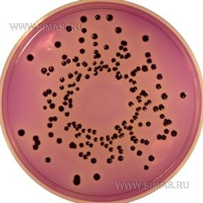 crystal violet agar